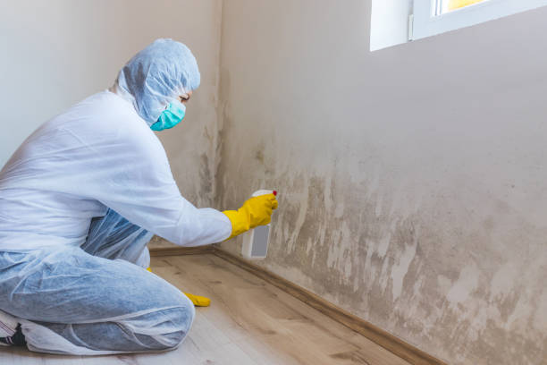 Licensed Mold Remediation service in Monte Vista, CO - 24 Hour Mold Removal
