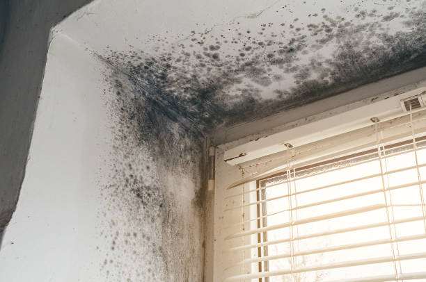 Affordable Mold Remediation solutions in Monte Vista, CO